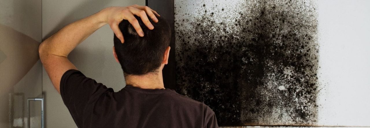 Mold Remediation Options for Your Home or Service – New Mold Removals